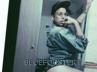 BLUEFOOSTER