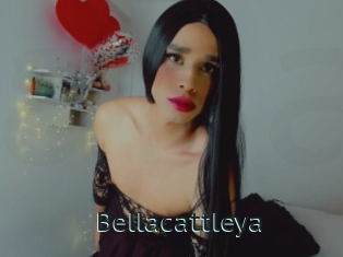 Bellacattleya