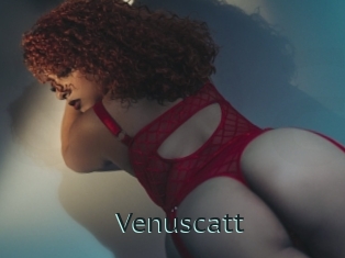 Venuscatt